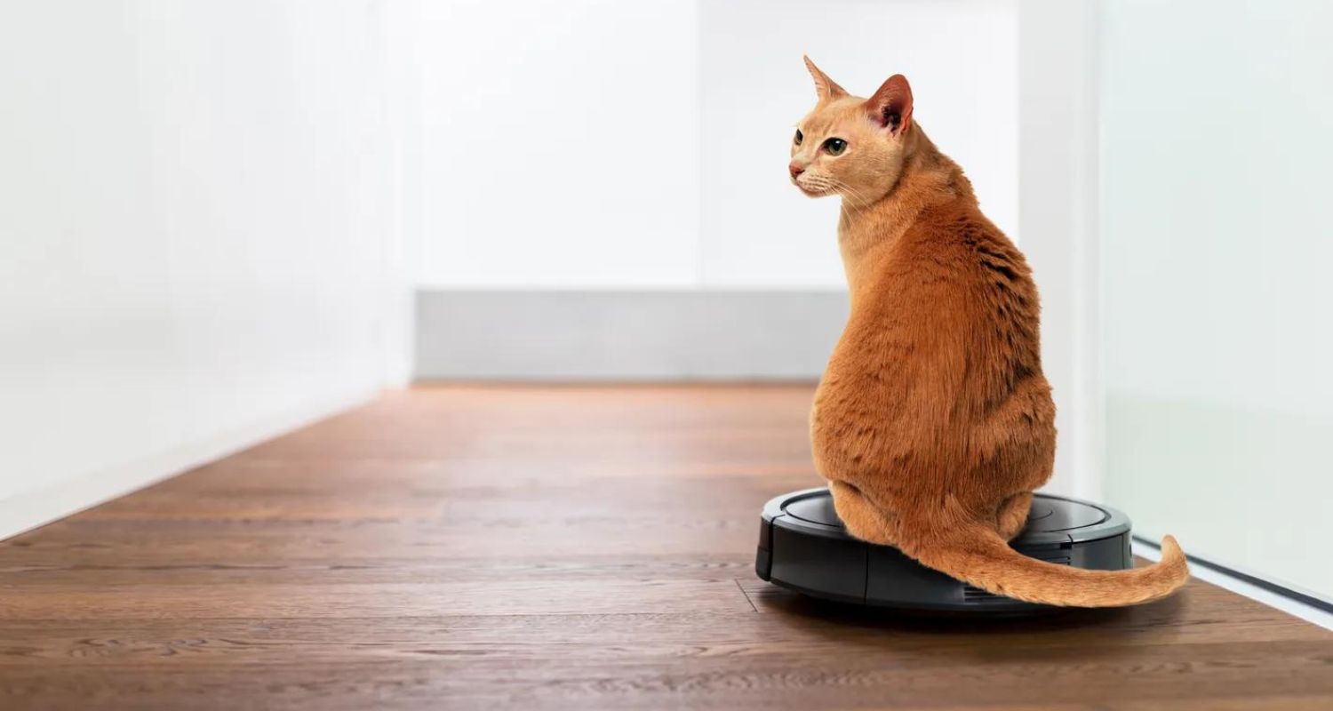 a cat sitting on a roomba